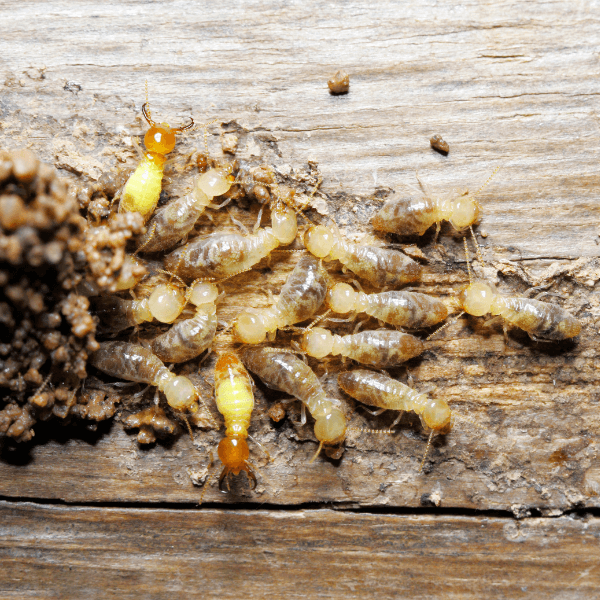 Termite Pest Control