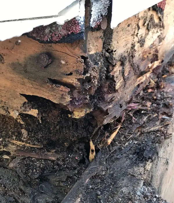 termite services