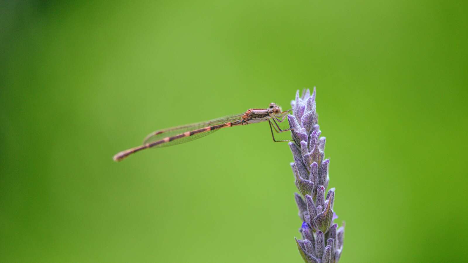 Flying Insects Control