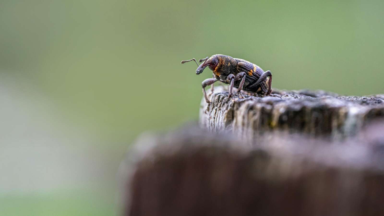 Residential Pest Control