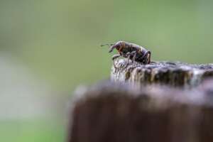 Residential Pest Control