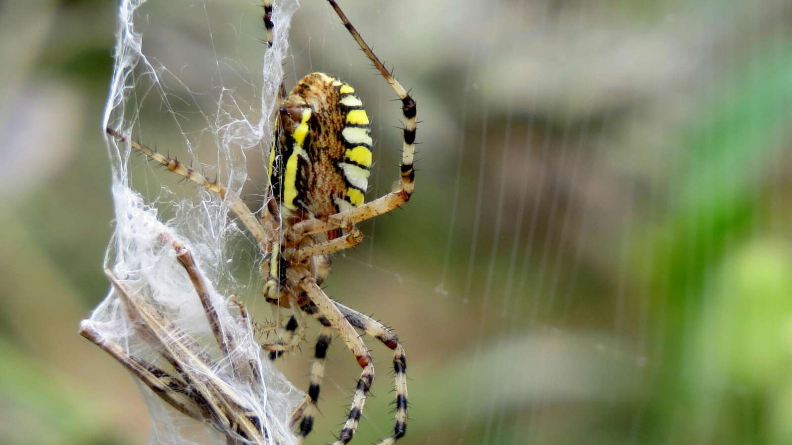 Spiders Control Services