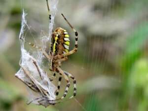 Spiders Control Services