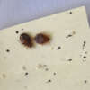 Why Bed Bugs Spread Quickly and How to Control Them