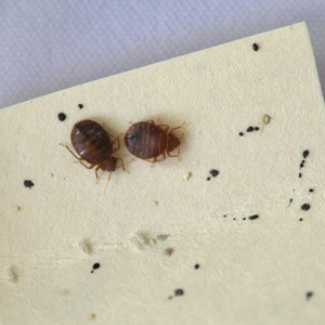 Bed Bugs