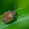 How Stink Bugs Invade Homes During Seasonal Changes