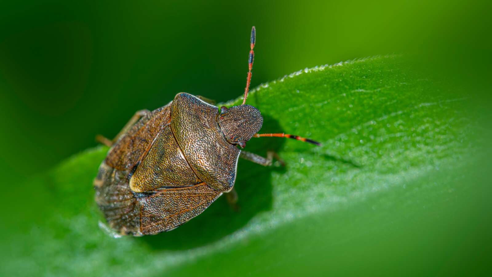 Stink Bugs