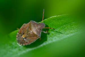Stink Bugs