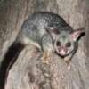 Professional Possum Control Services Explained