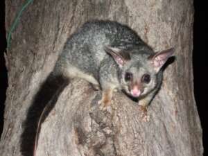 Possum