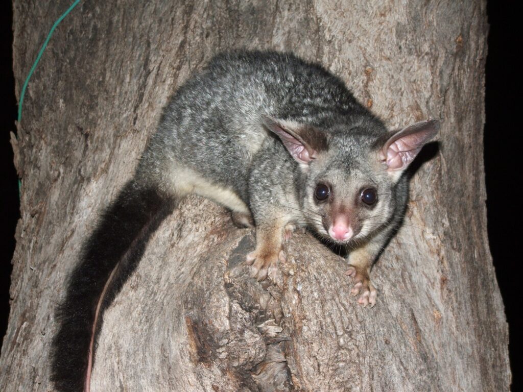 Possum