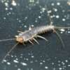 How to Get Rid of Silverfish with Expert Services