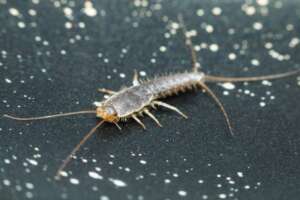 Silverfish