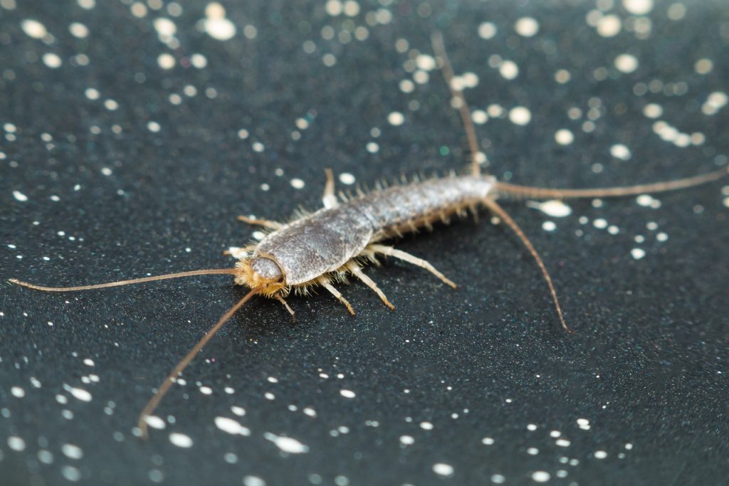 Silverfish